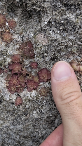Pinguicula gracilis
