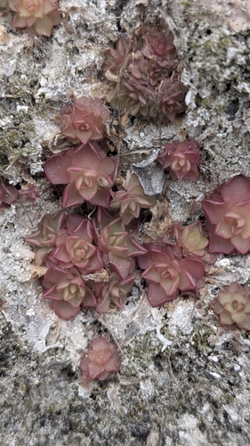 Pinguicula gracilis