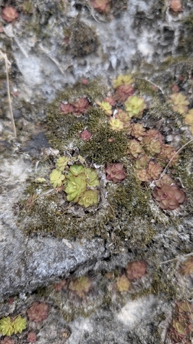 Pinguicula gracilis