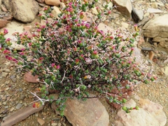 Ruschia spinosa