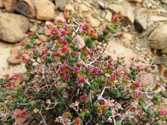 Ruschia spinosa