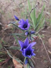 Babiana angustifolia