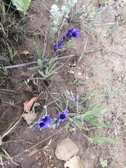 Babiana angustifolia