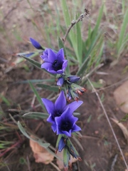 Babiana angustifolia