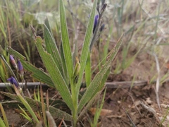 Babiana angustifolia