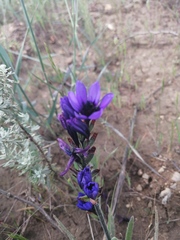 Babiana angustifolia