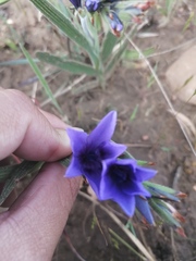 Babiana angustifolia