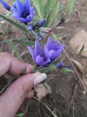 Babiana angustifolia