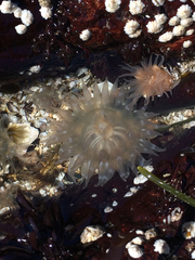 Aulactinia stella