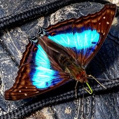 Doxocopa