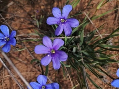 Aristea africana