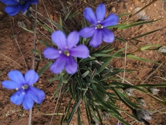 Aristea africana