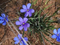 Aristea africana