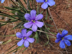Aristea africana