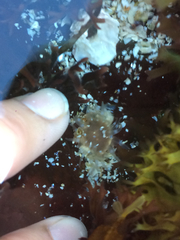 Aulactinia stella