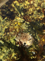 Aulactinia stella