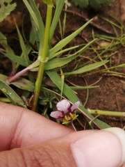 Diascia