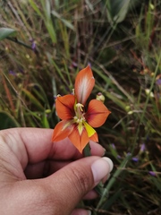Gladiolus alatus