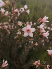 Lobostemon fruticosus