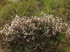 Lobostemon fruticosus