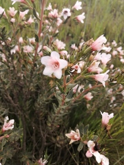 Lobostemon fruticosus