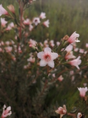 Lobostemon fruticosus