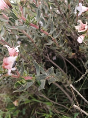 Lobostemon fruticosus