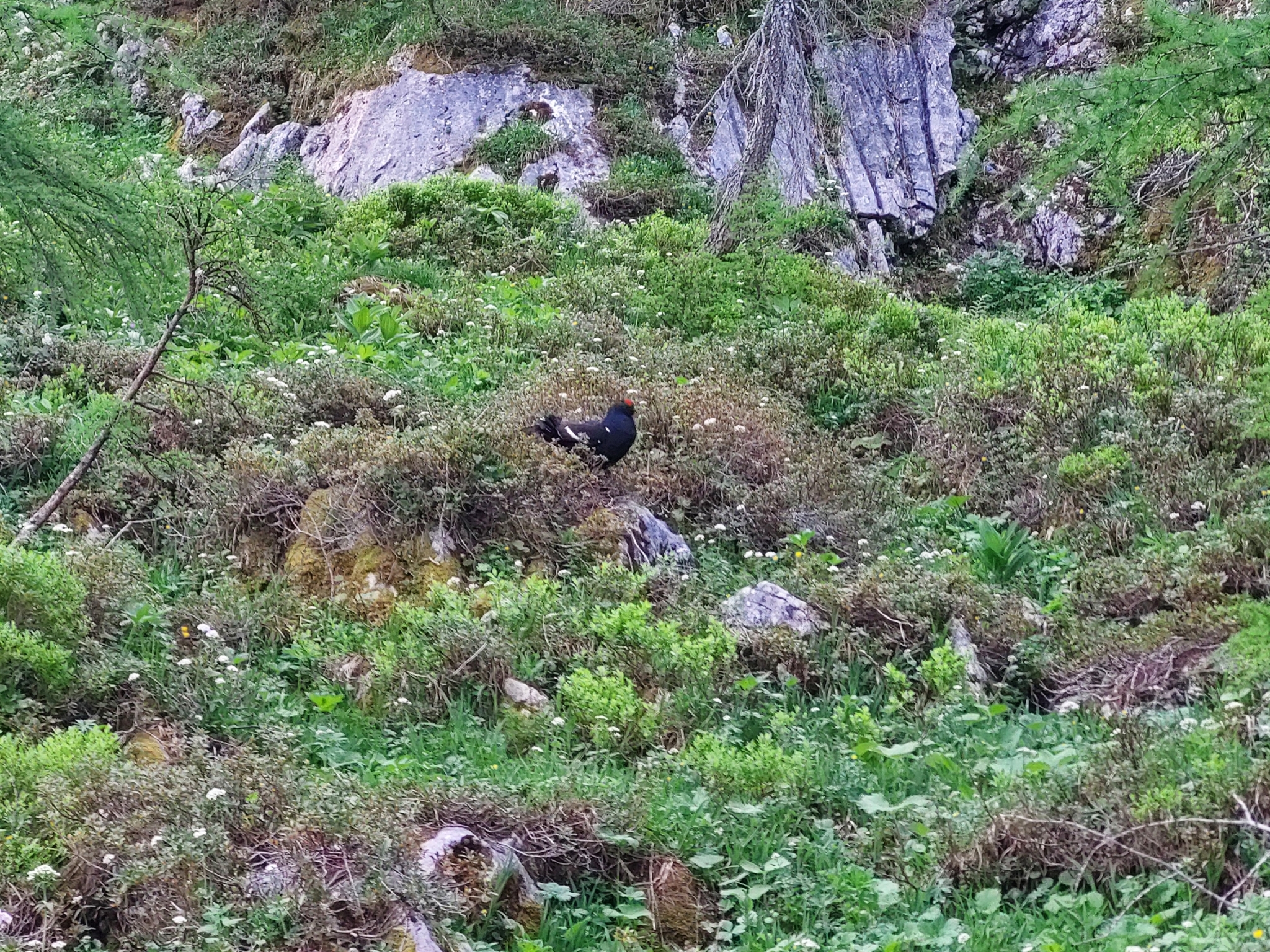 Black Grouse