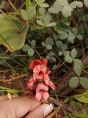 Indigofera procumbens