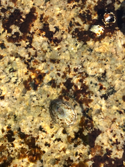 Testudinalia testudinalis