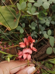 Indigofera procumbens