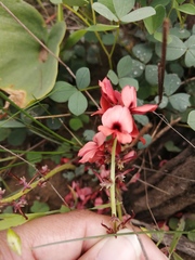 Indigofera procumbens
