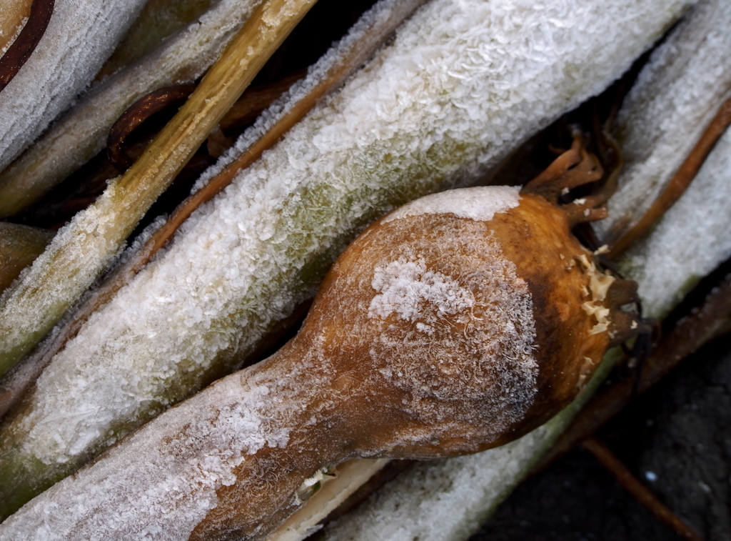 Photo of Bull Kelp (Nereocystis luetkeana)