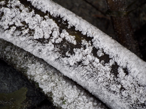 Photo of Bull Kelp (Nereocystis luetkeana)