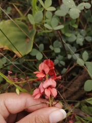 Indigofera procumbens