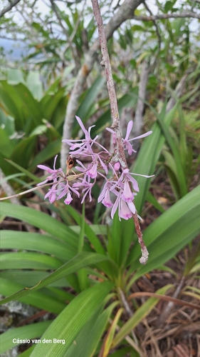 Pseudolaelia dutrae