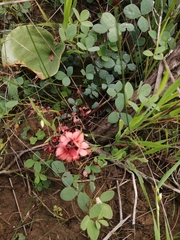 Indigofera procumbens