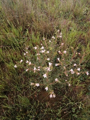 Lobostemon fruticosus