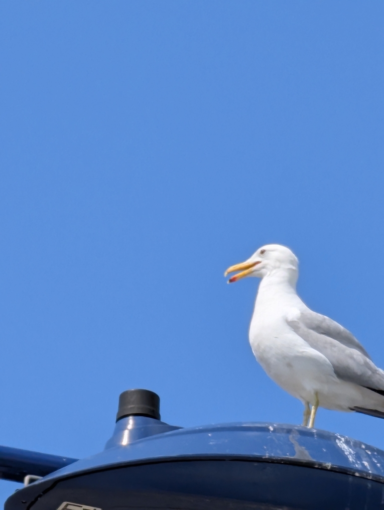 California Gull (albertaensis)