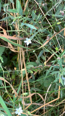 Stellaria graminea
