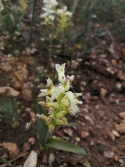 Lachenalia