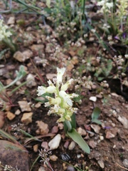 Lachenalia