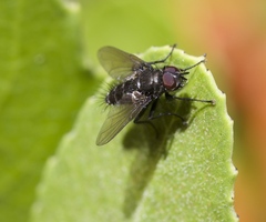 Tachinomyia