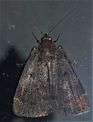 Hydrillodes funestalis