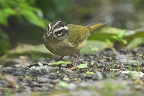 Three-striped Warbler (Basileuterus tristriatus), photo 8