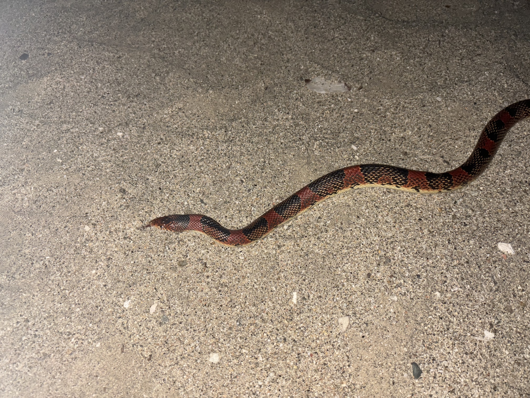 Cerralvo Island Long-Nosed Snake photo 6