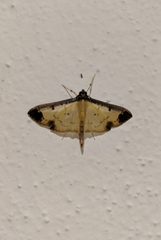 Eulepte