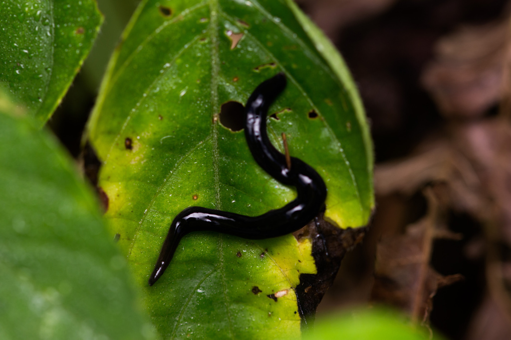 New Guinea Flatworm from Upper Bukit Timah Road, Bukit Timah, Singapore ...