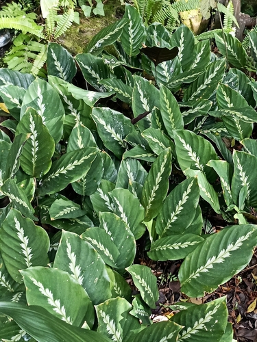 Foto de Maranta