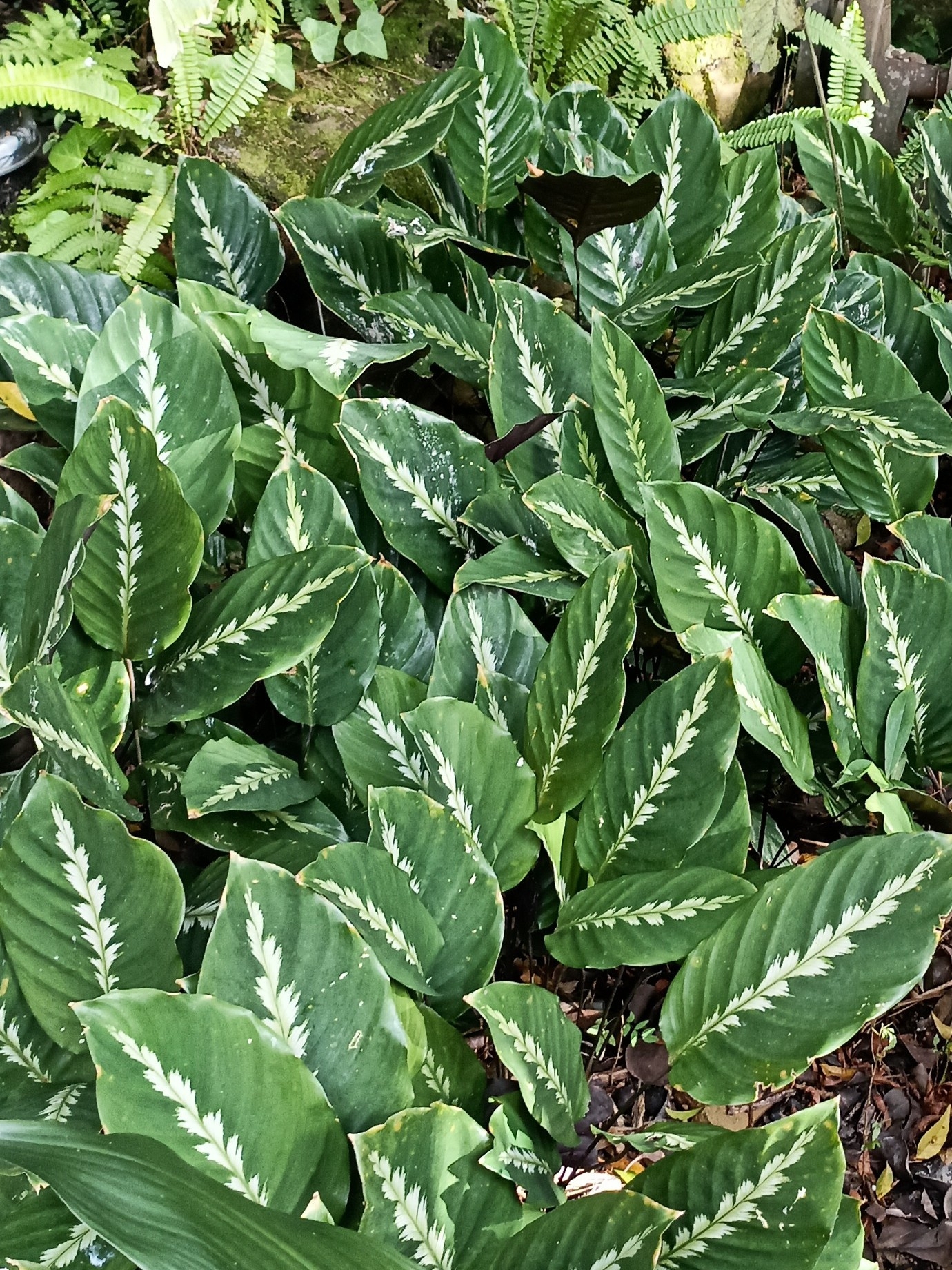 Imagem de Maranta